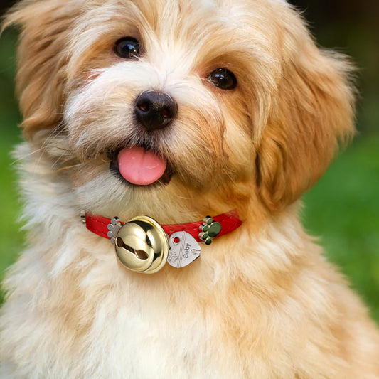 Gnoce Engravable Heart Pet Tag Bell & Flame Red Collar_6